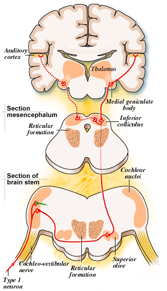 dorsal cochlear nucleus